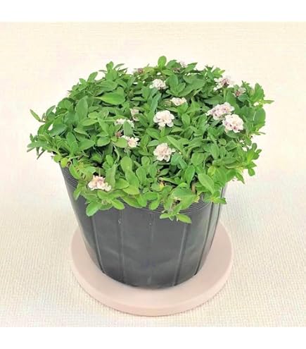 Amazon.co.jp: ダイカンドラの苗 ディコンドラ苗 抜き苗 20??25 : DIY